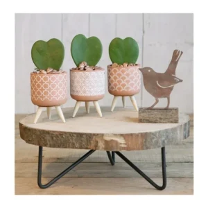 Plant pot Terra cement with wooden legs 11cm high (6 pcs.)