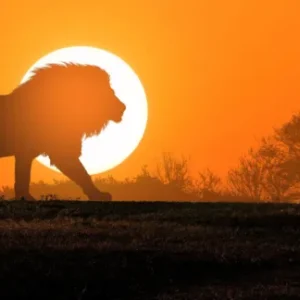Spritzschutz-Afrikanische Landschaft bei Sonnenuntergang