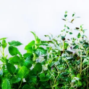 Spritzschutz-Grüne frische Kräuter
